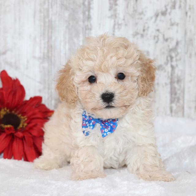 Logan - Maltipoo