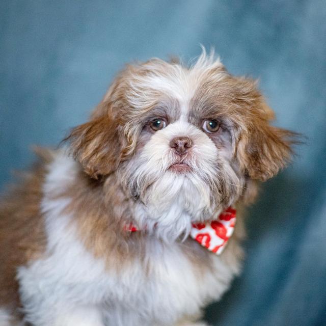 Peanut - Shih Tzu