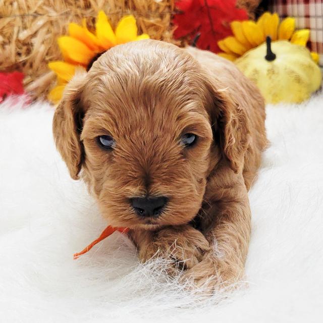 Rio - Cavapoo