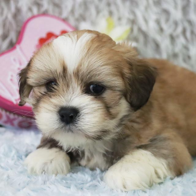 Clifford - Lhasa Apso