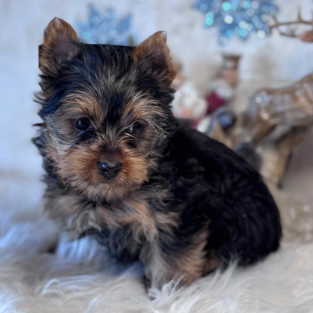 Dakota - Yorkshire Terrier