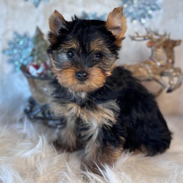 Alan - Yorkshire Terrier