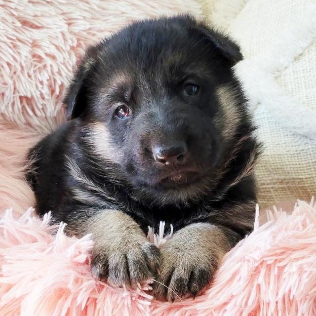 Twinkle - German Shepherd Dog