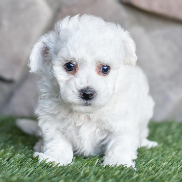 Koby - Bichon Frise