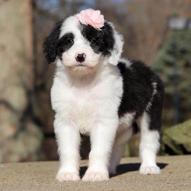 Amaya - Sheepadoodle