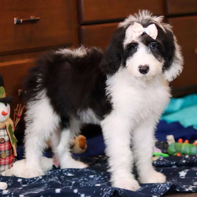 Anita - Sheepadoodle