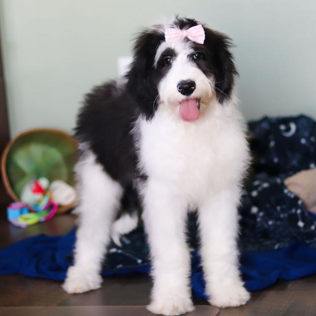 Anita - Sheepadoodle