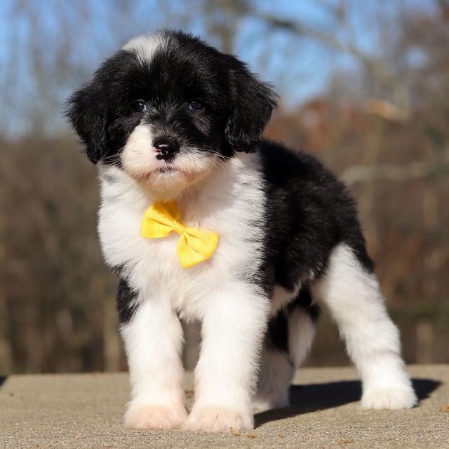 Holland - Sheepadoodle