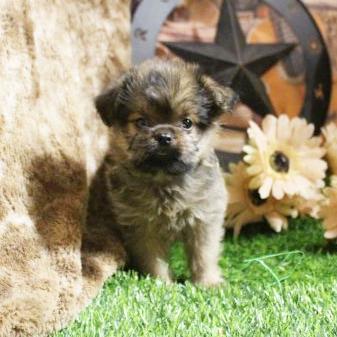 Sully - Brussels Griffon