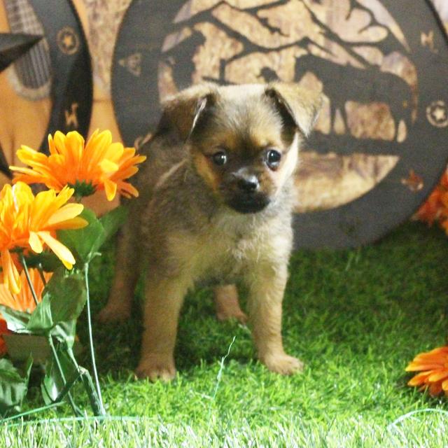 Sweetie - Brussels Griffon