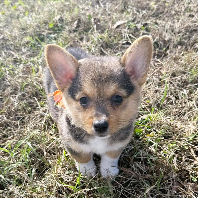 Stacy - Pembroke Welsh Corgi