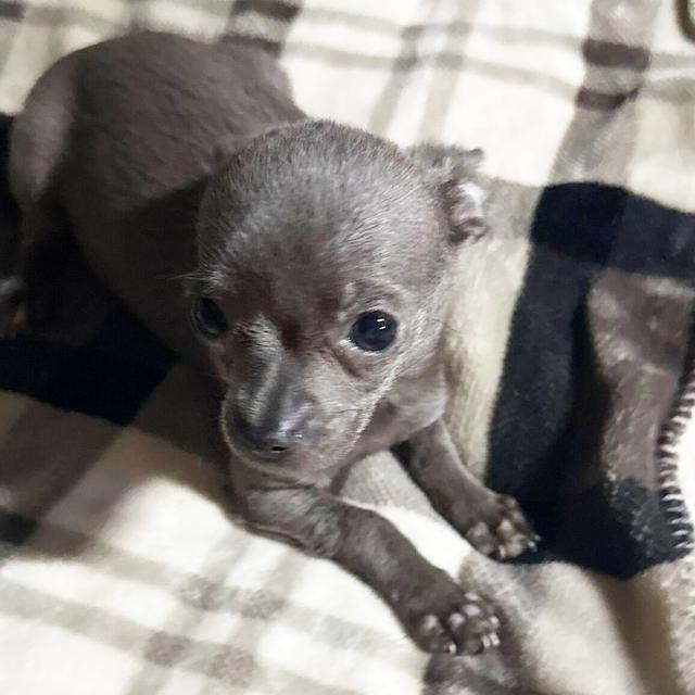 Eviie - Chihuahua