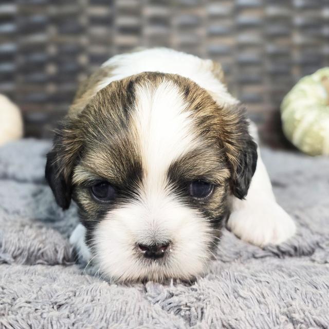 Ross - Shih Tzu