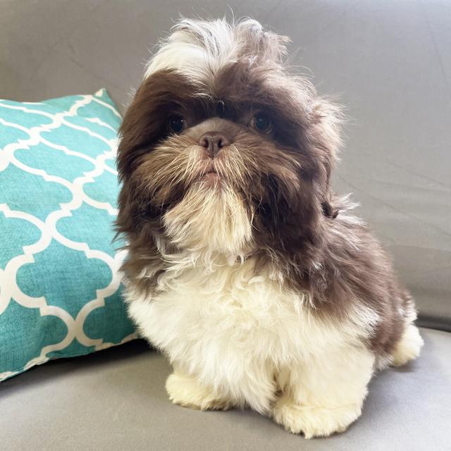 Frankie - Shih Tzu