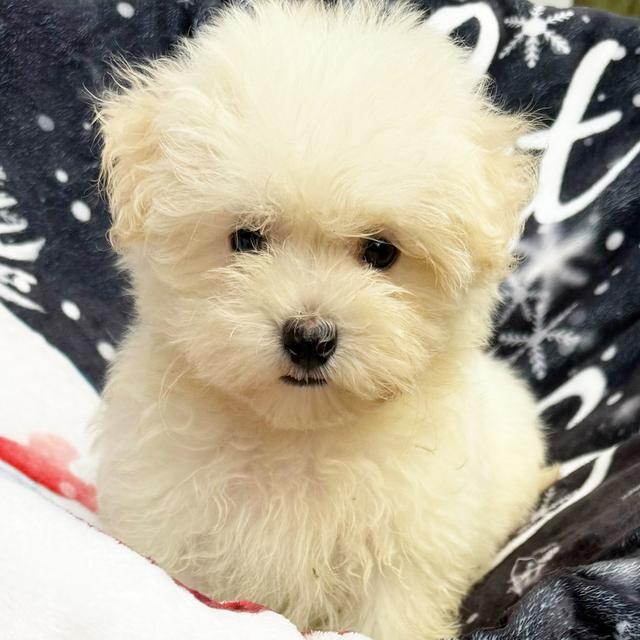 Walter - Maltese