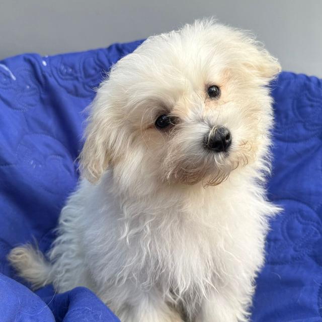 Walter - Maltese