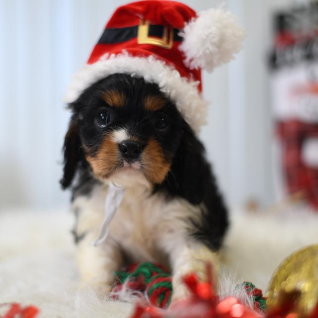 Tinsel - Cavalier King Charles Spaniel