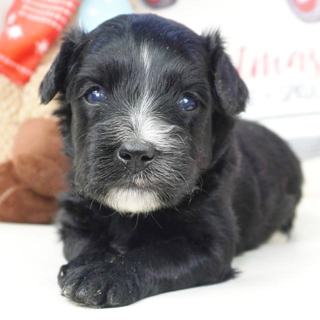 Helen - Aussiedoodle