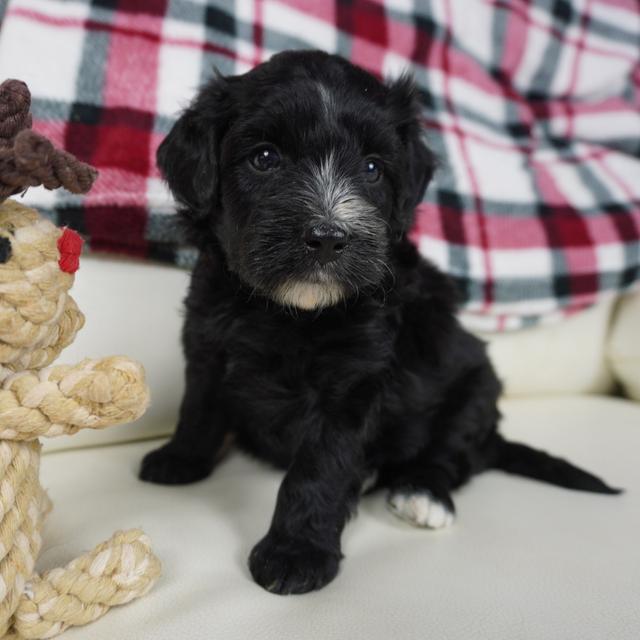 Helen - Aussiedoodle