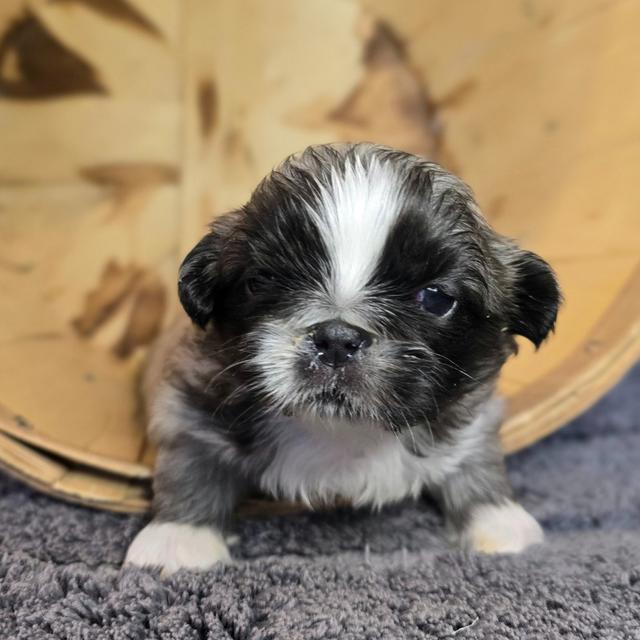 Portia - Pekingese