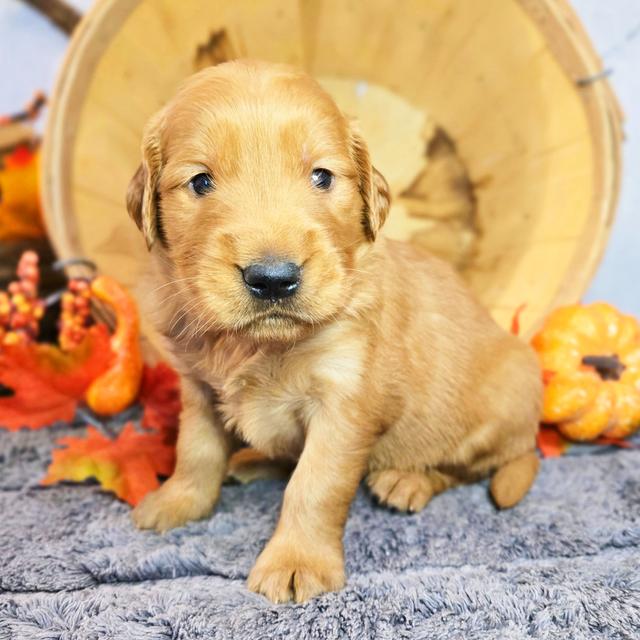 Tori - Golden Retriever