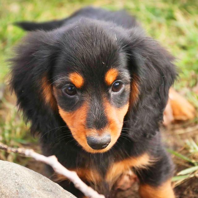 Sammy - Dachshund