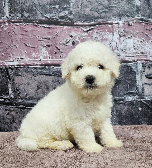 Dillion - Bichon Frise