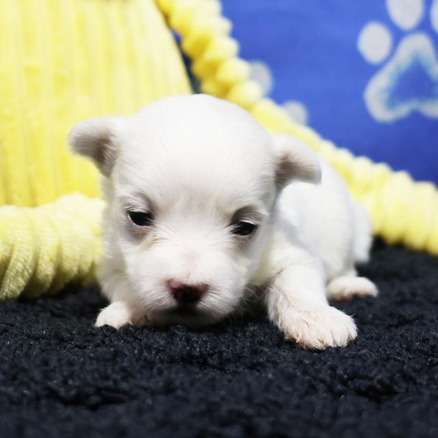 Brody - Maltese