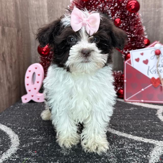 Mary - Havanese