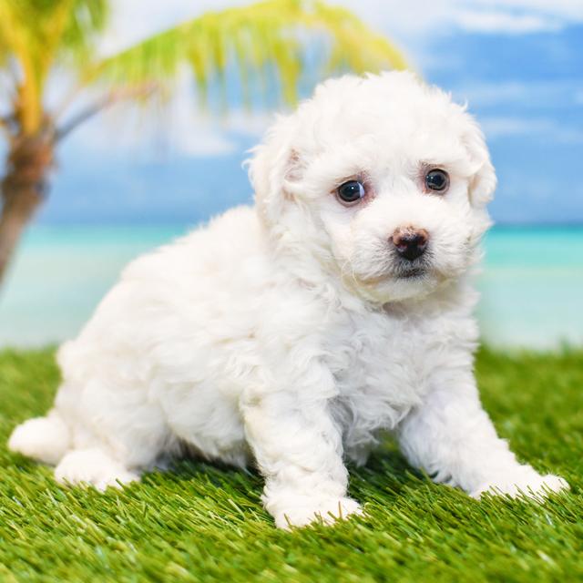 Wayne - Bichon Frise