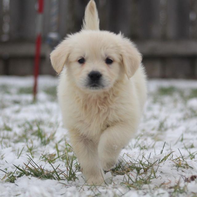 Susan - Golden Retriever