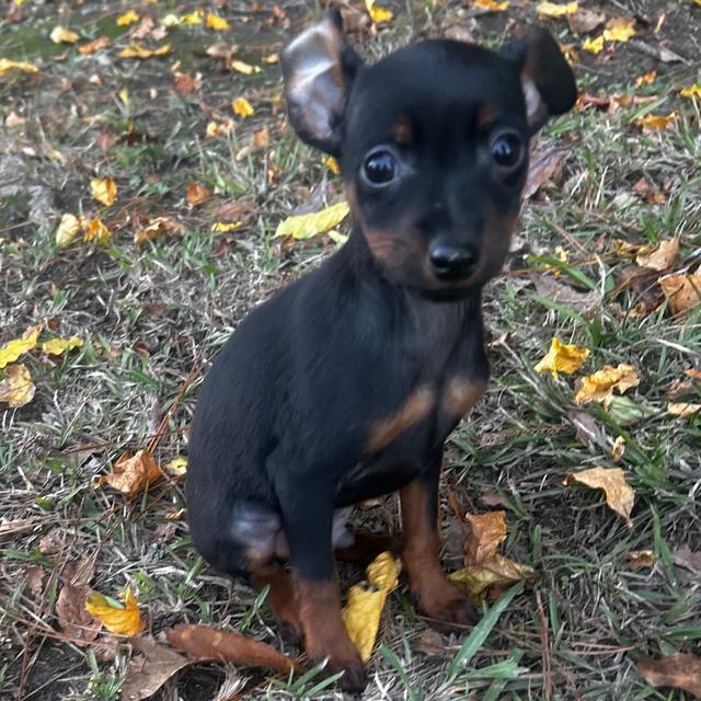 Bruno - Miniature Pinscher