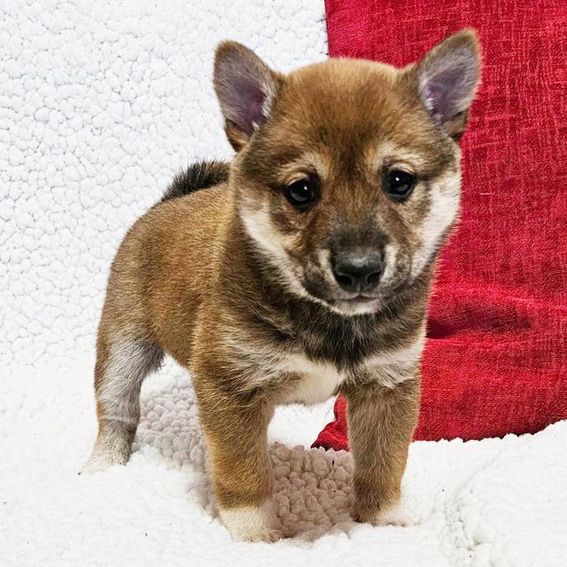 Rogue - Shiba Inu