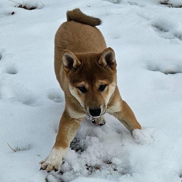 Rogue - Shiba Inu