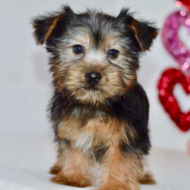 Marlin - Silky Terrier