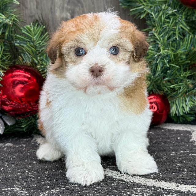 Ellie - Havanese