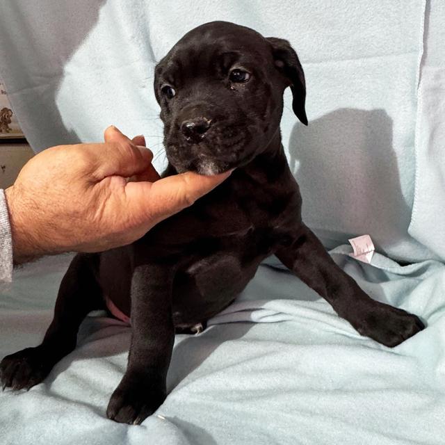 Fred - Cane Corso