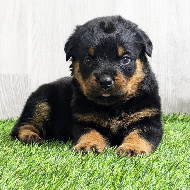 Gatsby - Rottweiler