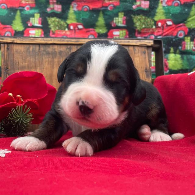 Bennet - Bernese Mountain Dog