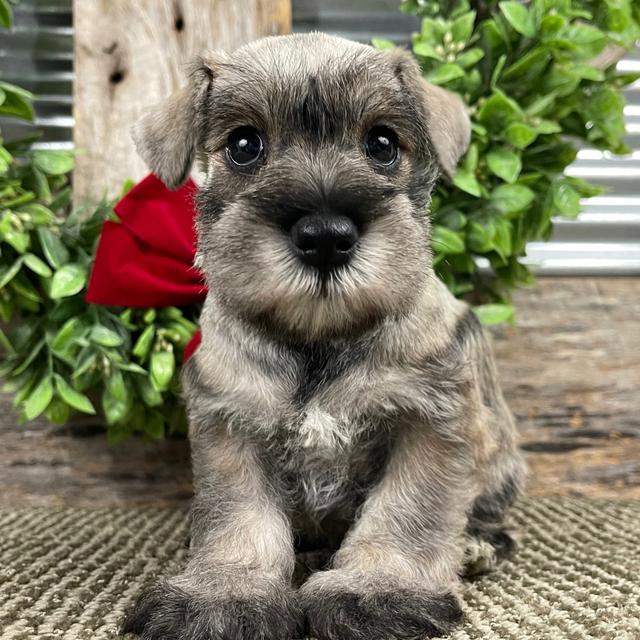 Abby - Miniature Schnauzer