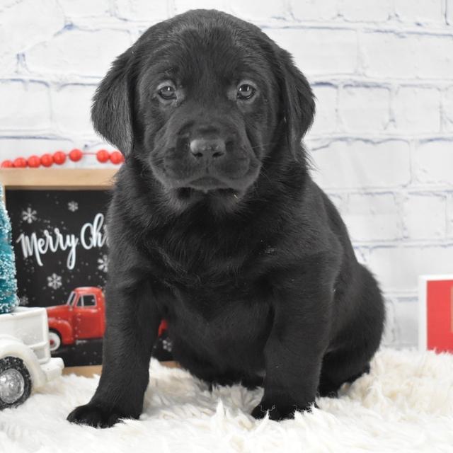 Leia - Labrador Retriever