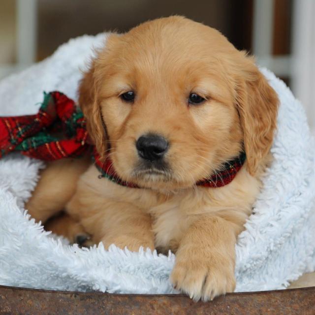 Yukon - Golden Retriever