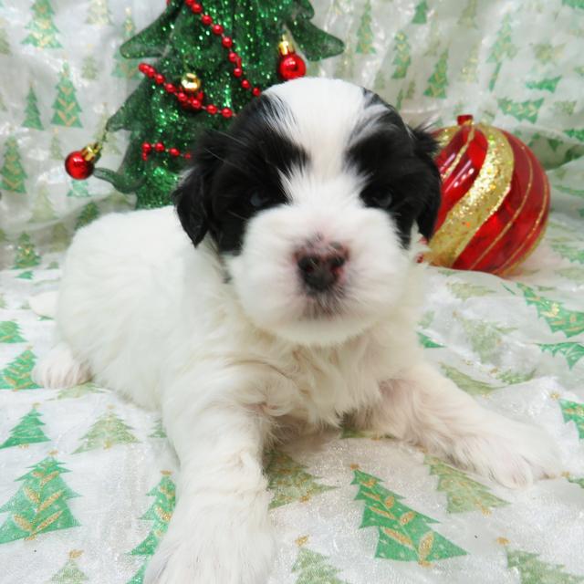 Custer - Coton de Tulear