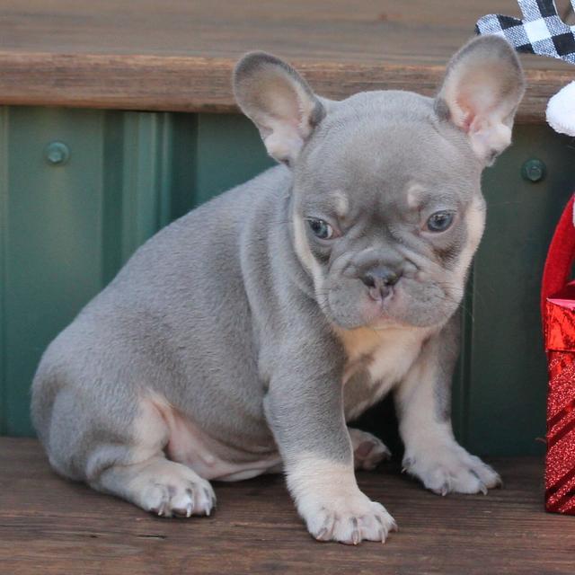 Olivia - French Bulldog