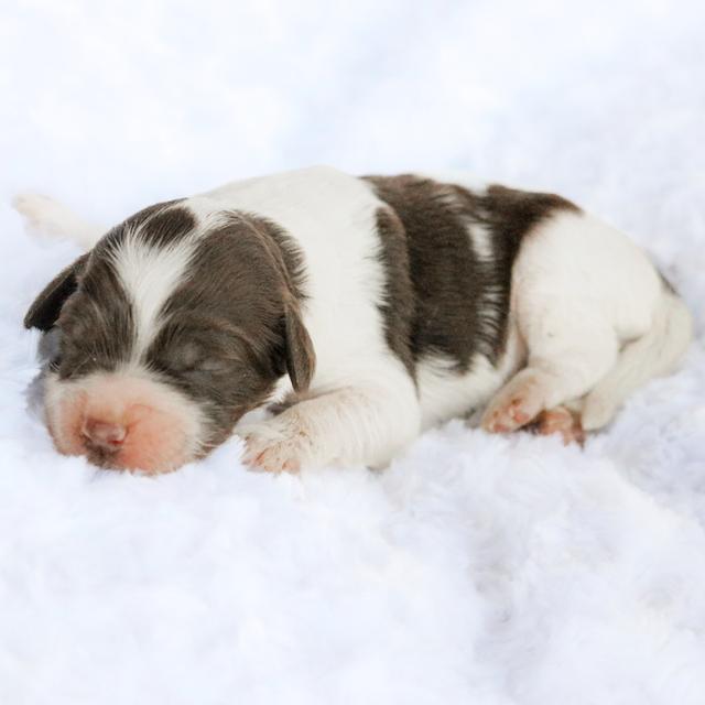 Meadow - Labradoodle