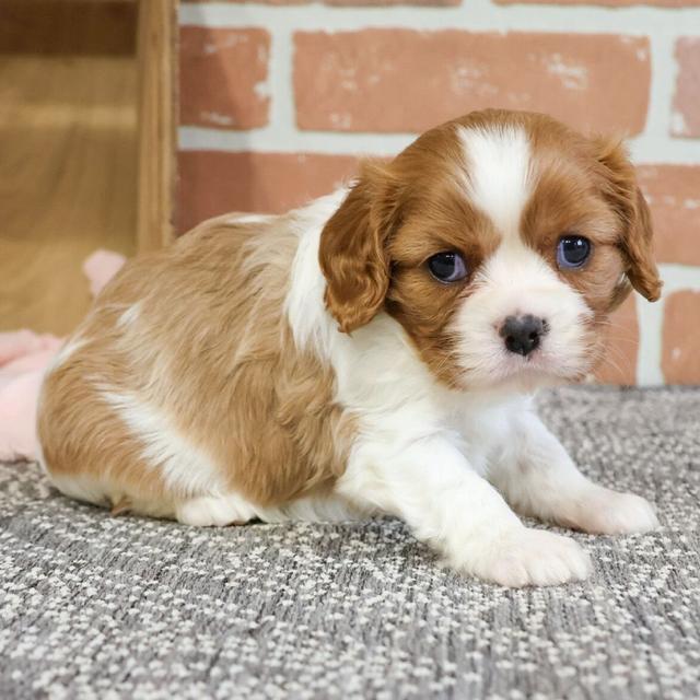 Britney - Cavalier King Charles Spaniel