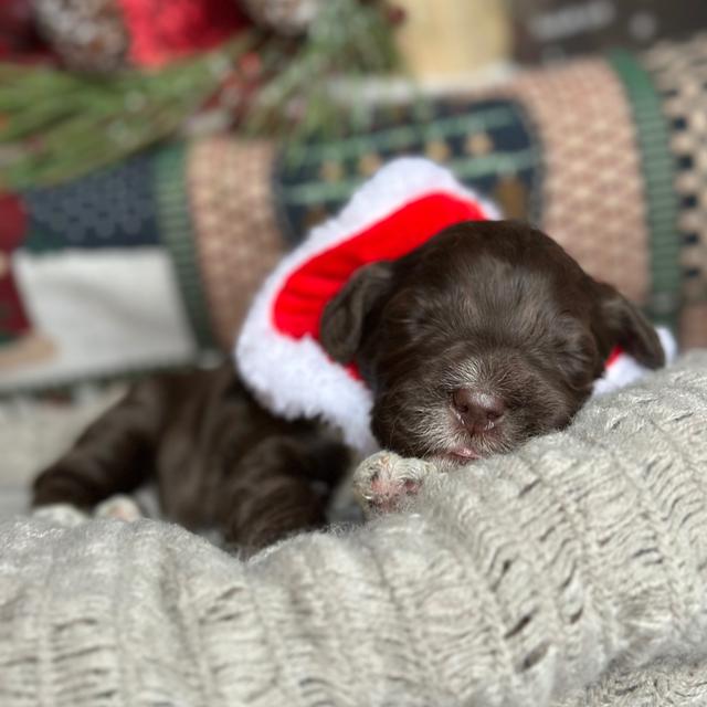 Latte - Portuguese Water Dog