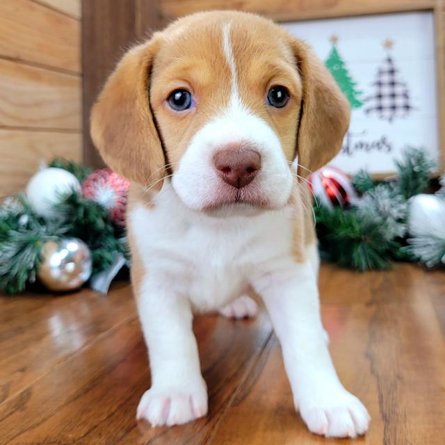 Willow - Beagle