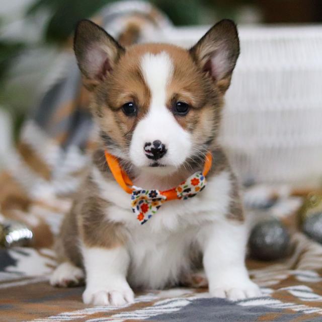 Clarence - Pembroke Welsh Corgi