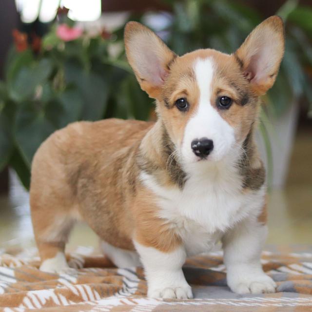 Clarence - Pembroke Welsh Corgi